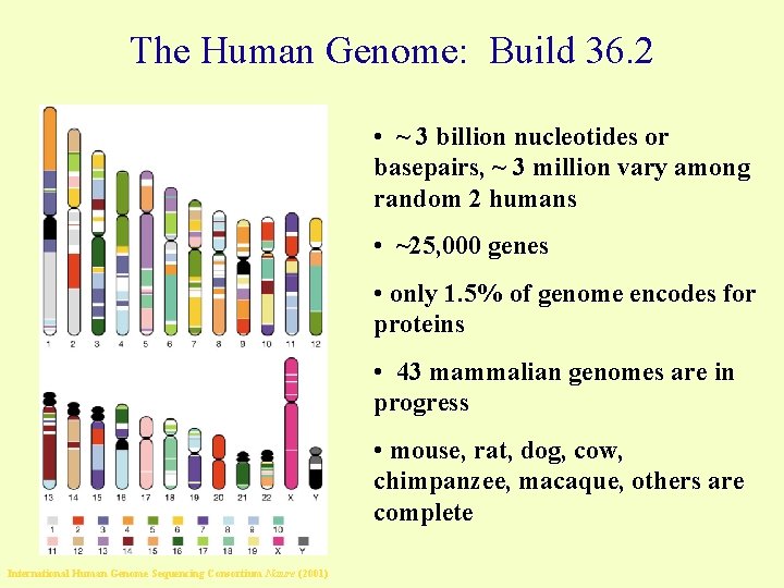 The Human Genome: Build 36. 2 • ~ 3 billion nucleotides or basepairs, ~