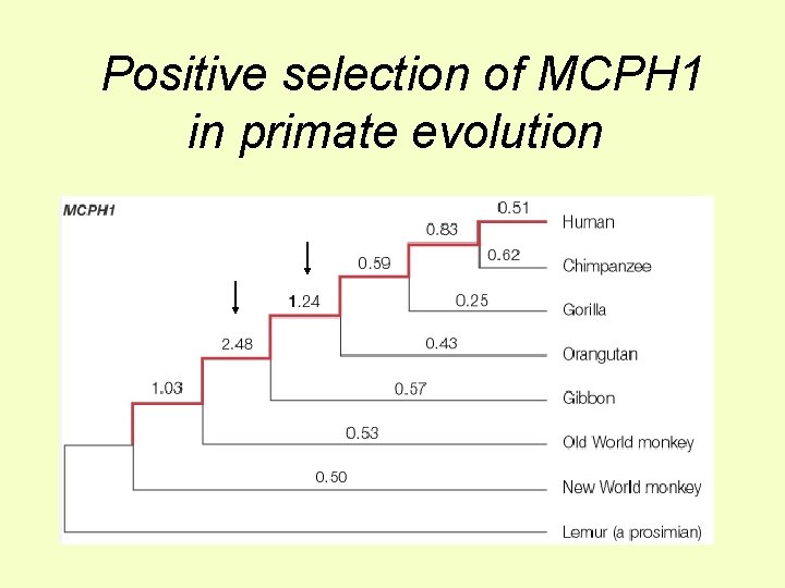 Positive selection of MCPH 1 in primate evolution 