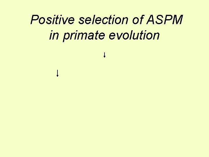Positive selection of ASPM in primate evolution 