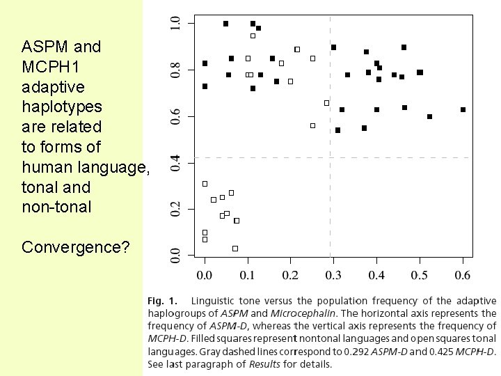 ASPM and MCPH 1 adaptive haplotypes are related to forms of human language, tonal