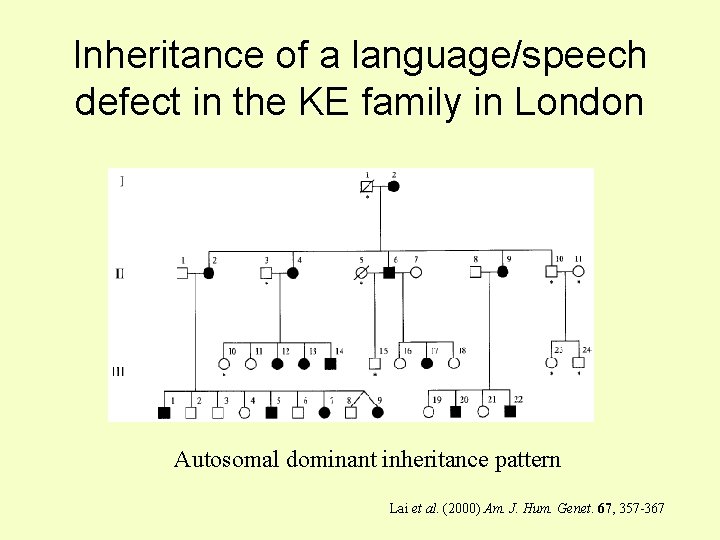 Inheritance of a language/speech defect in the KE family in London Autosomal dominant inheritance