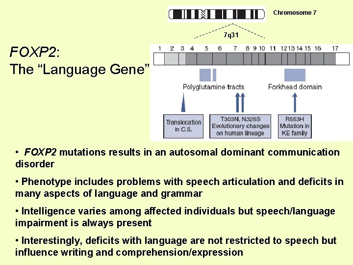 Chromosome 7 7 q 31 FOXP 2: The “Language Gene” • FOXP 2 mutations