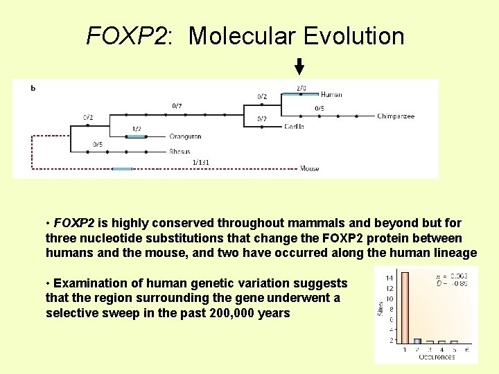 FOXP 2: Molecular Evolution • FOXP 2 is highly conserved throughout mammals and beyond