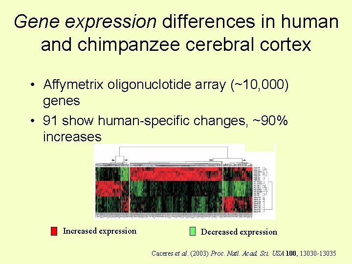 Gene expression differences in human and chimpanzee cerebral cortex • Affymetrix oligonuclotide array (~10,