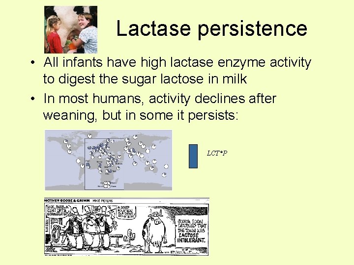 Lactase persistence • All infants have high lactase enzyme activity to digest the sugar