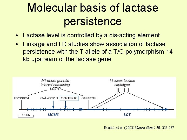 Molecular basis of lactase persistence • Lactase level is controlled by a cis-acting element