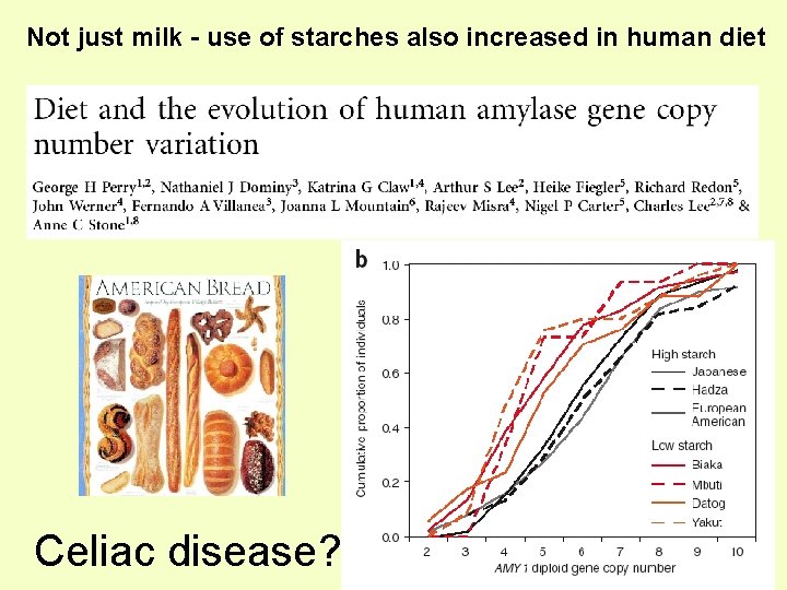 Not just milk - use of starches also increased in human diet Celiac disease?