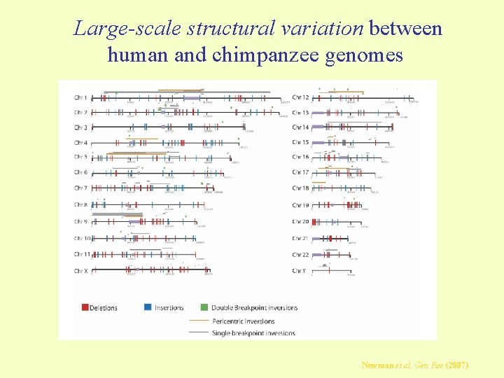 Large-scale structural variation between human and chimpanzee genomes Newman et al. Gen Res (2007)