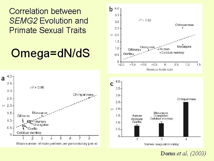 Correlation between SEMG 2 Evolution and Primate Sexual Traits Omega=d. N/d. S Dorus et