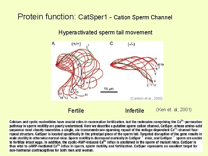 Protein function: Cat. Sper 1 - Cation Sperm Channel Hyperactivated sperm tail movement (Carlson
