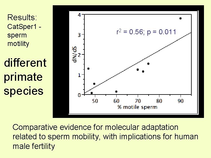 Results: r 2 = 0. 56; p = 0. 011 Protein divergence Cat. Sper