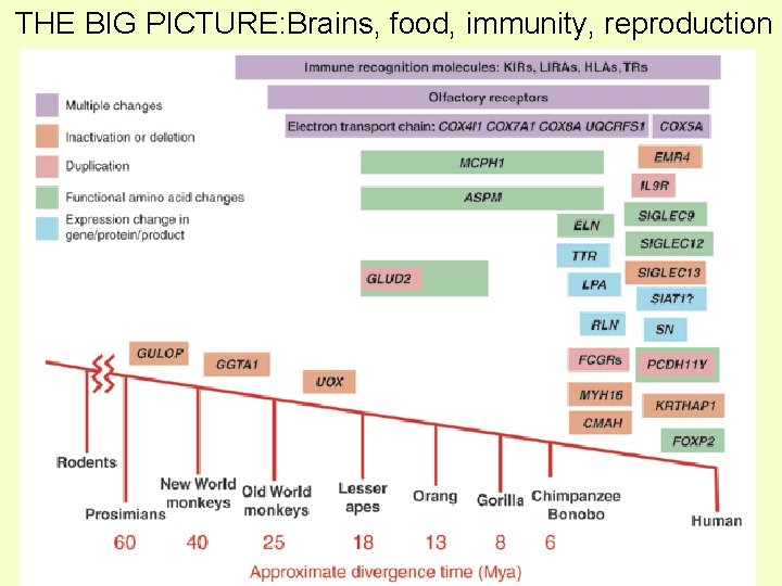THE BIG PICTURE: Brains, food, immunity, reproduction 