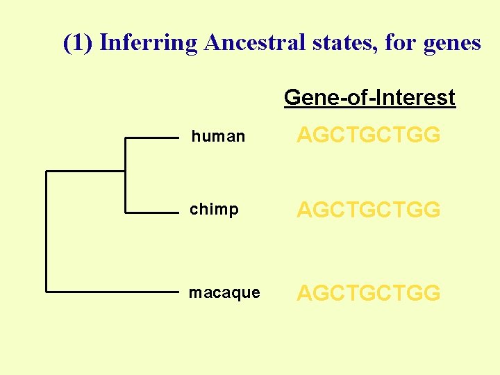(1) Inferring Ancestral states, for genes Gene-of-Interest human AGCTGCTGG chimp AGCTGCTGG macaque AGCTGCTGG 