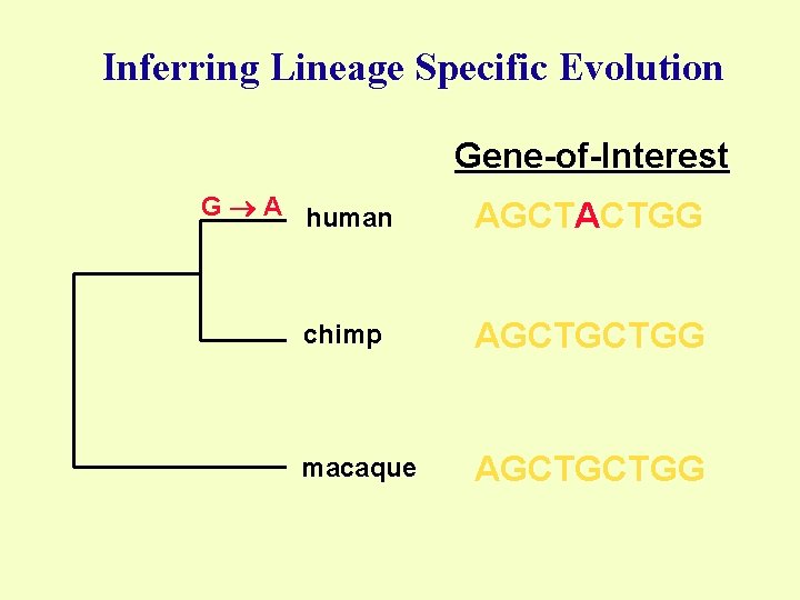 Inferring Lineage Specific Evolution Gene-of-Interest G A human AGCTACTGG chimp AGCTGCTGG macaque AGCTGCTGG 