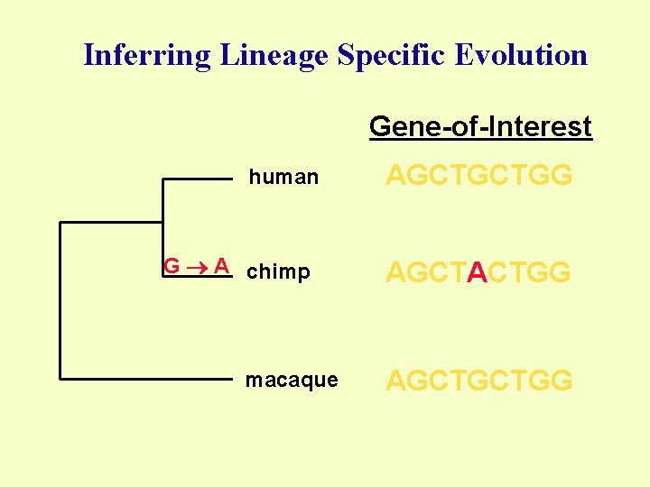 Inferring Lineage Specific Evolution Gene-of-Interest human G A chimp macaque AGCTGCTGG AGCTACTGG AGCTGCTGG 