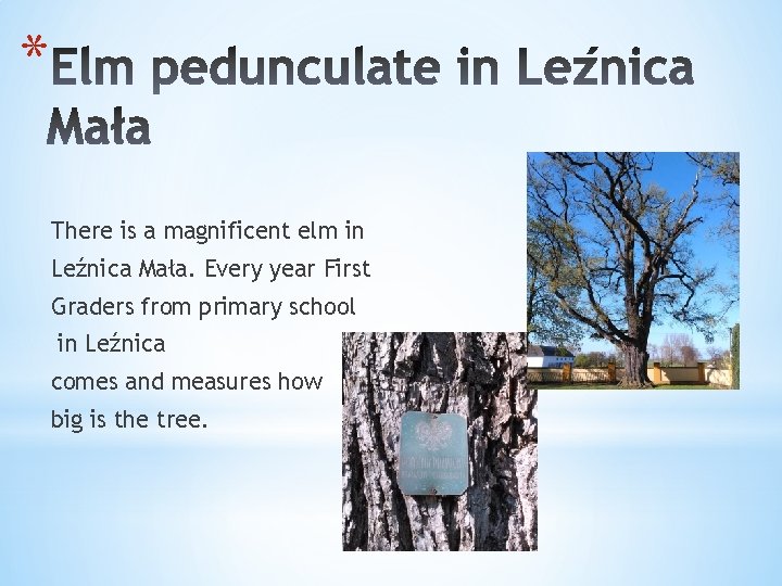 * There is a magnificent elm in Leźnica Mała. Every year First Graders from