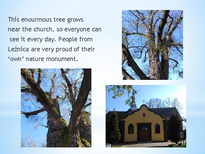 This enourmous tree grows near the church, so everyone can see it every day.
