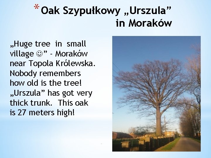 * Oak Szypułkowy „Urszula” in Moraków „Huge tree in small village ” - Moraków