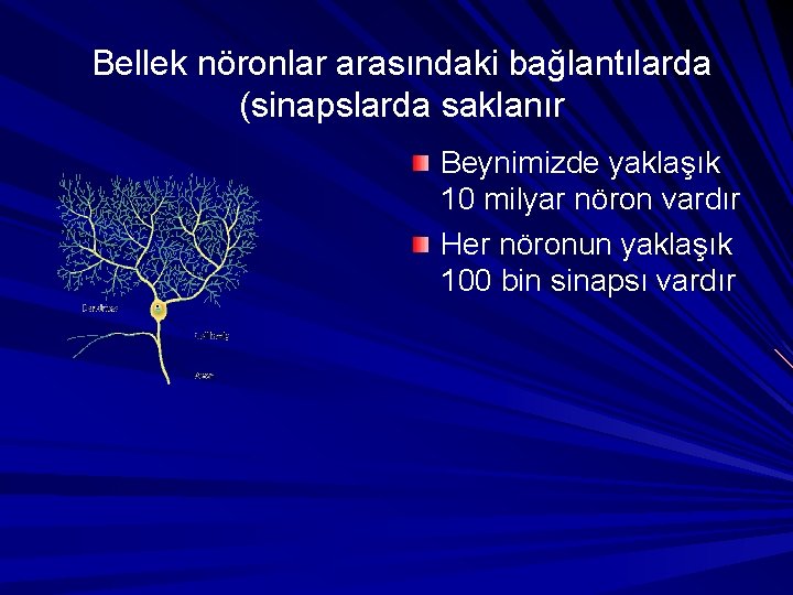 Bellek nöronlar arasındaki bağlantılarda (sinapslarda saklanır Beynimizde yaklaşık 10 milyar nöron vardır Her nöronun