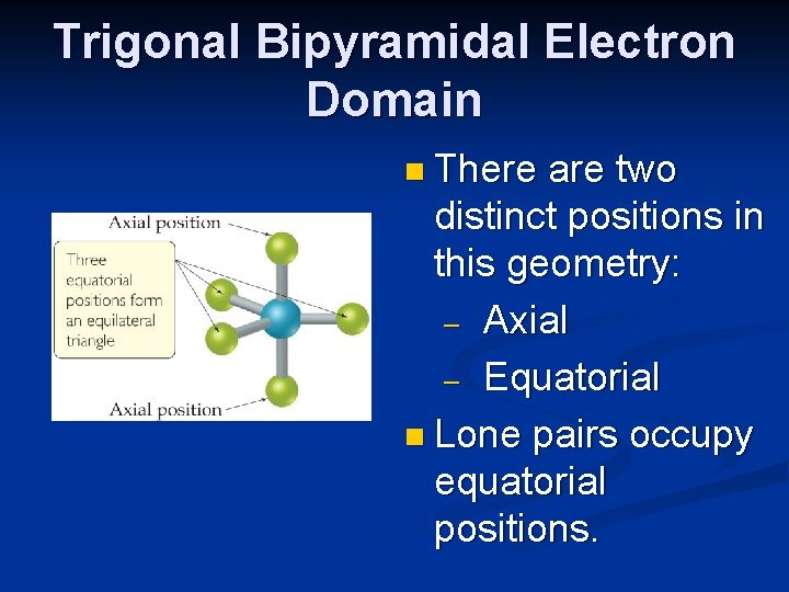 Trigonal Bipyramidal Electron Domain n There are two distinct positions in this geometry: –