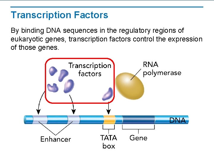 Transcription Factors By binding DNA sequences in the regulatory regions of eukaryotic genes, transcription