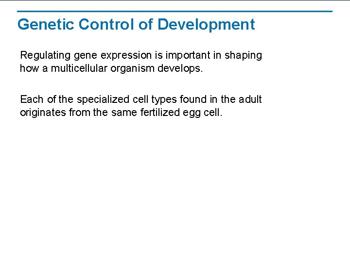 Genetic Control of Development Regulating gene expression is important in shaping how a multicellular