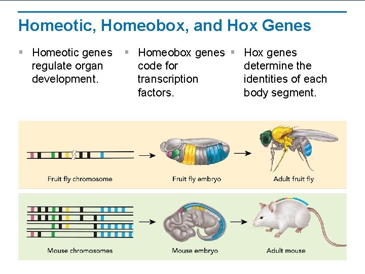 Homeotic, Homeobox, and Hox Genes § Homeotic genes regulate organ development. § Homeobox genes Homeotic, Homeobox, and Hox Genes § Homeotic genes regulate organ development. § Homeobox genes