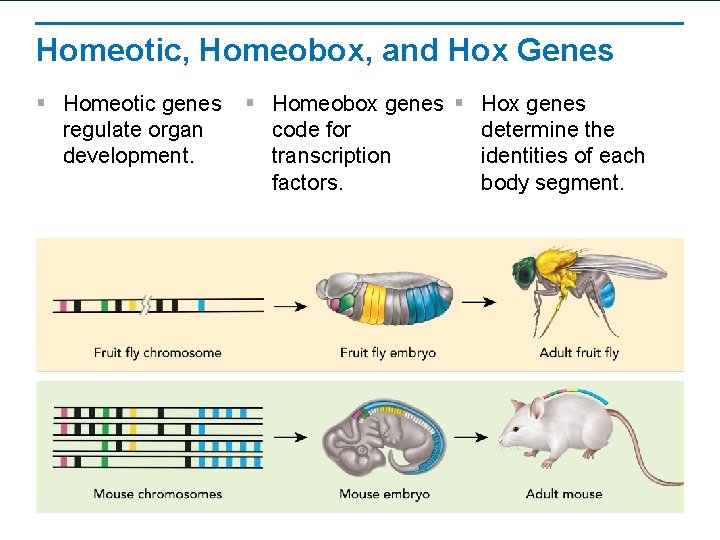 Homeotic, Homeobox, and Hox Genes § Homeotic genes regulate organ development. § Homeobox genes