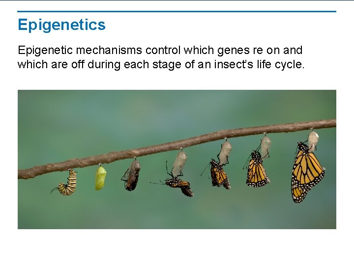 Epigenetics Epigenetic mechanisms control which genes re on and which are off during each