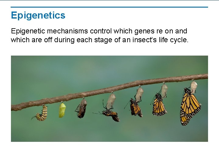 Epigenetics Epigenetic mechanisms control which genes re on and which are off during each Epigenetics Epigenetic mechanisms control which genes re on and which are off during each