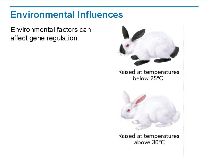 Environmental Influences Environmental factors can affect gene regulation. 