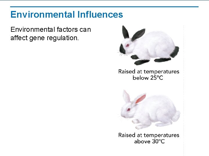 Environmental Influences Environmental factors can affect gene regulation. Environmental Influences Environmental factors can affect gene regulation.