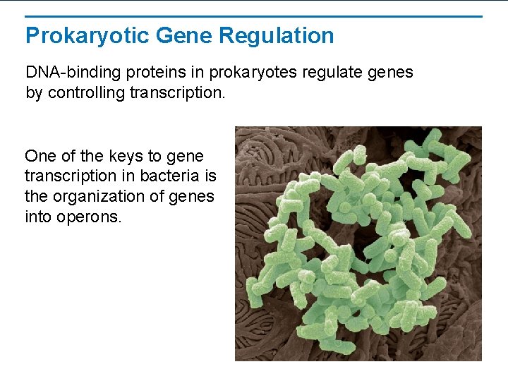 Prokaryotic Gene Regulation DNA-binding proteins in prokaryotes regulate genes by controlling transcription. One of