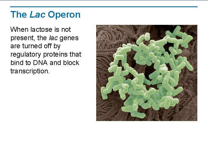 The Lac Operon When lactose is not present, the lac genes are turned off