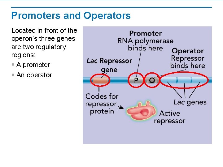 Promoters and Operators Located in front of the operon’s three genes are two regulatory