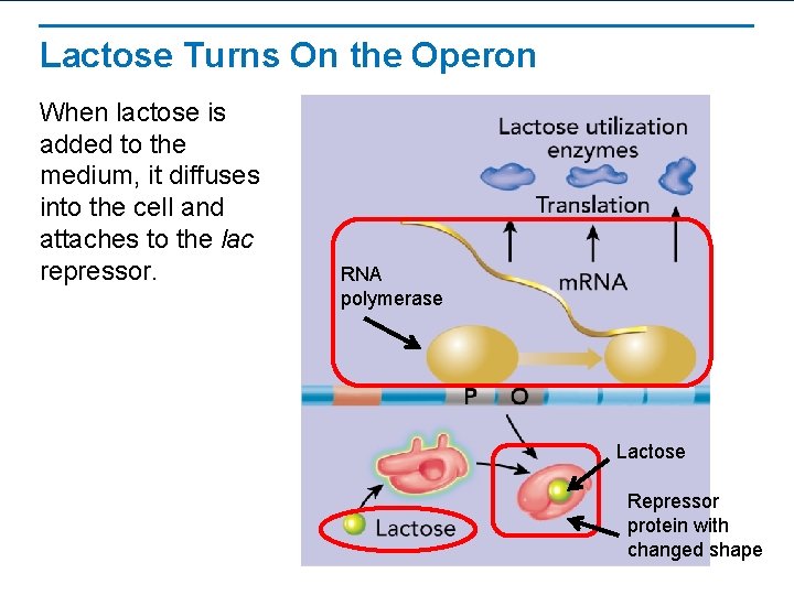 Lactose Turns On the Operon When lactose is added to the medium, it diffuses