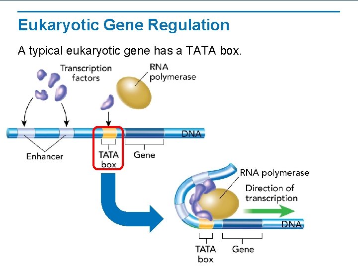 Eukaryotic Gene Regulation A typical eukaryotic gene has a TATA box. 