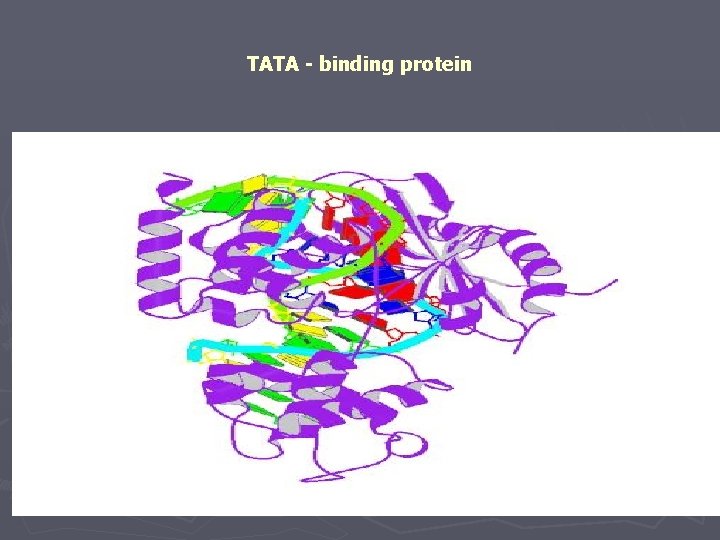TATA - binding protein 