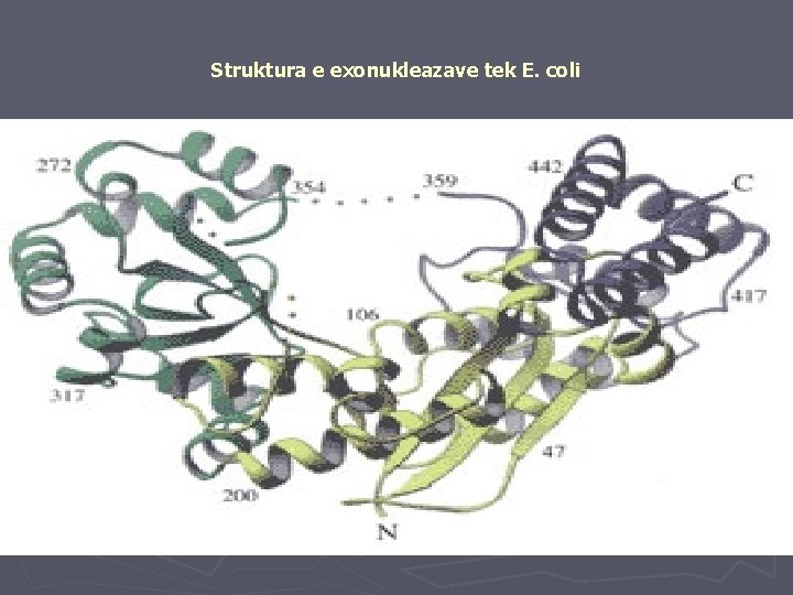 Struktura e exonukleazave tek E. coli 