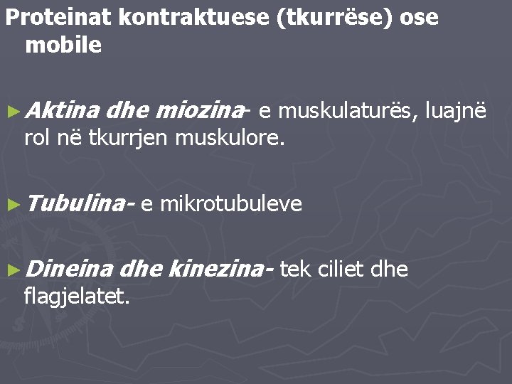 Proteinat kontraktuese (tkurrëse) ose mobile ► Aktina dhe miozina- e muskulaturës, luajnë rol në