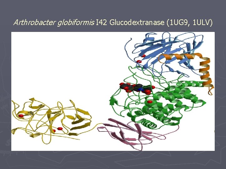  Arthrobacter globiformis I 42 Glucodextranase (1 UG 9, 1 ULV) 