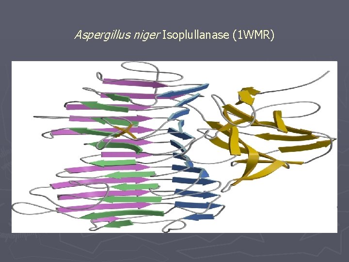  Aspergillus niger Isoplullanase (1 WMR) 