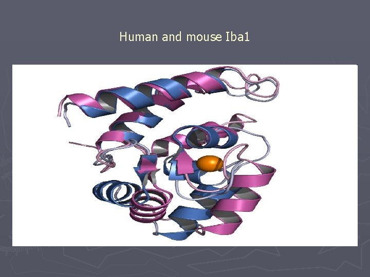  Human and mouse Iba 1 