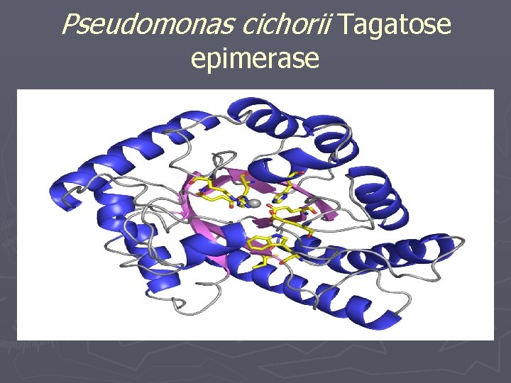 Pseudomonas cichorii Tagatose epimerase 