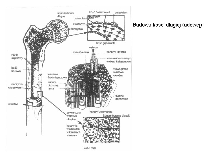 Budowa kości długiej (udowej) 