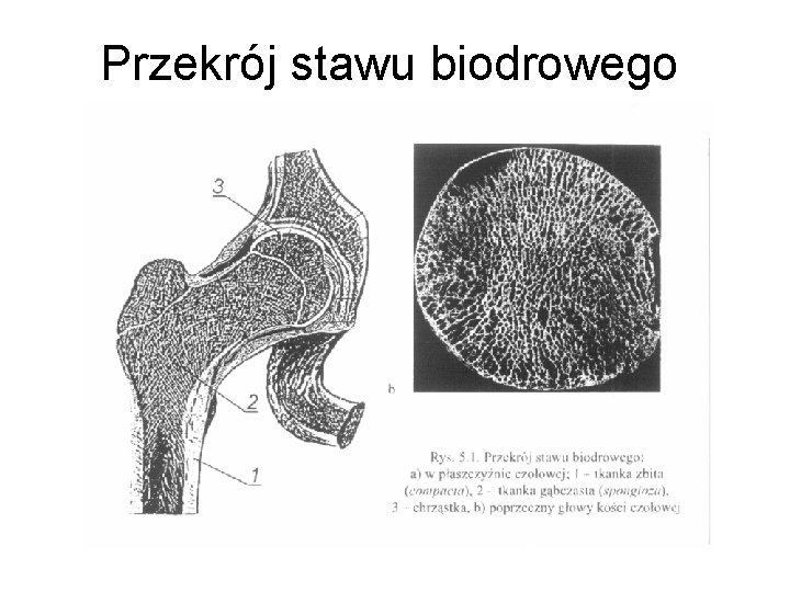 Przekrój stawu biodrowego 