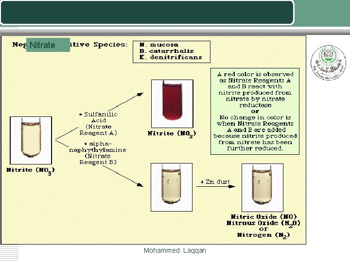 Nitrate Mohammed Laqqan 