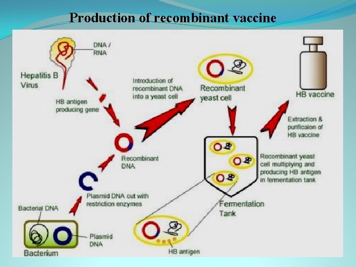 Production of recombinant vaccine 