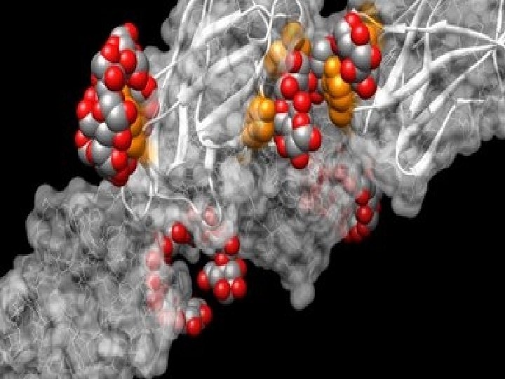 AMYLOSE IN STARCH GLUCOSE RESIDUE CLEAVED BY 