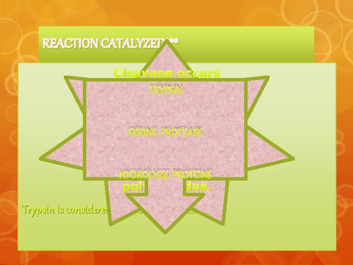 REACTION CATALYZED*** Cleavage occurs TRYPSINthe within polypeptide Process catalyzed by trypsin chain rather than